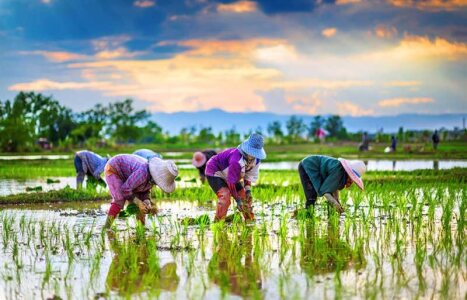 توصیه کودی شرکت سبوسیب برای کشت برنج با کودهای آلی